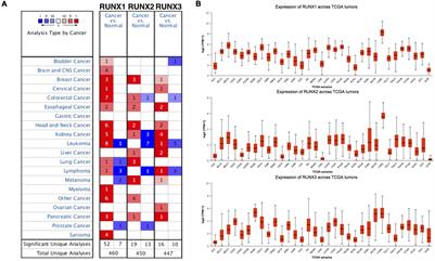 Comprehensive Analysis of RUNX and TGF-β Mediated Regulation of Immune Cell Infiltration in Breast Cancer